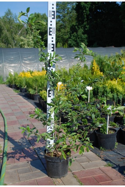 Пираканта Оранж Глоу - 3л/вис.35-45см/Ø25-35см